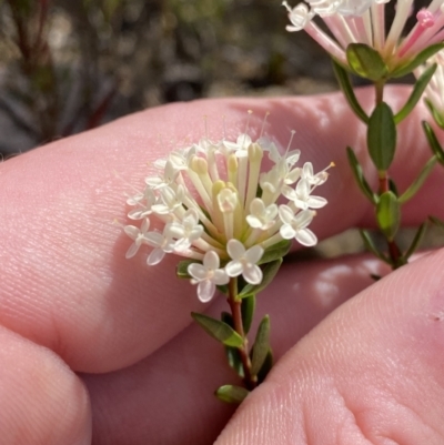 Pimelea linifolia (Slender Rice Flower) at Sassafras, NSW - 3 Oct 2023 by Tapirlord