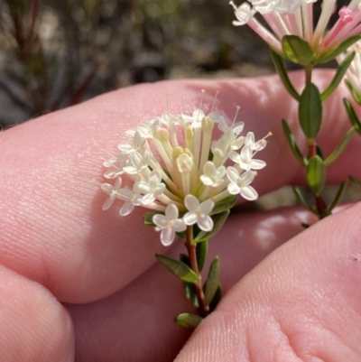 Pimelea linifolia (Slender Rice Flower) at Morton National Park - 2 Oct 2023 by Tapirlord
