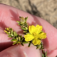 Hibbertia ericifolia subsp. ericifolia (A Guinea Flower) at Sassafras, NSW - 2 Oct 2023 by Tapirlord