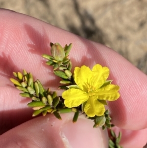 Hibbertia ericifolia subsp. ericifolia at Morton National Park - 3 Oct 2023 10:12 AM