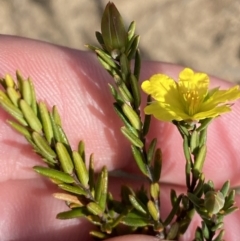 Hibbertia ericifolia subsp. ericifolia at Morton National Park - 3 Oct 2023 10:12 AM