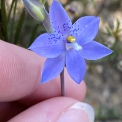 Thelymitra ixioides (Dotted Sun Orchid) at Sassafras, NSW - 3 Oct 2023 by Tapirlord
