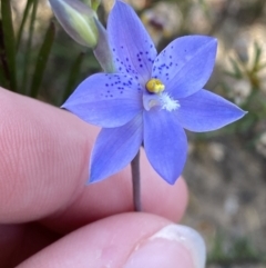 Thelymitra ixioides (Dotted Sun Orchid) at Morton National Park - 2 Oct 2023 by Tapirlord