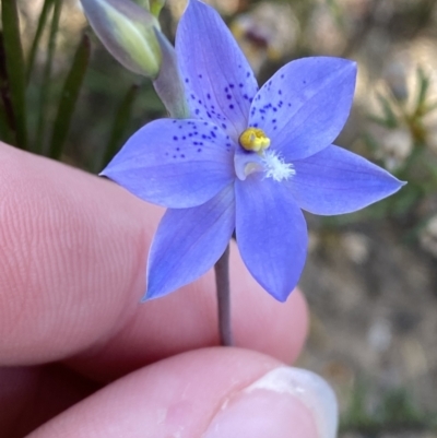 Thelymitra ixioides (Dotted Sun Orchid) at Morton National Park - 2 Oct 2023 by Tapirlord