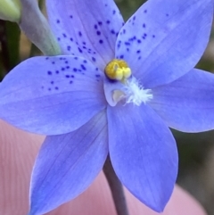 Thelymitra ixioides at Sassafras, NSW - suppressed