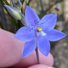 Thelymitra ixioides at Sassafras, NSW - 3 Oct 2023