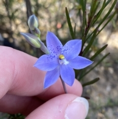 Thelymitra ixioides at Sassafras, NSW - suppressed