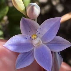 Thelymitra ixioides (Dotted Sun Orchid) at Sassafras, NSW - 2 Oct 2023 by Tapirlord