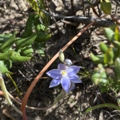 Thelymitra ixioides at Sassafras, NSW - suppressed