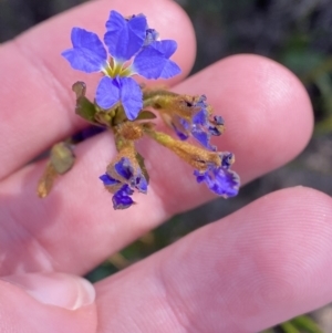 Dampiera stricta at Sassafras, NSW - 3 Oct 2023 10:05 AM