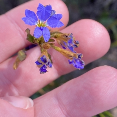 Dampiera stricta (Blue Dampiera) at Sassafras, NSW - 2 Oct 2023 by Tapirlord