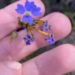 Dampiera stricta at Sassafras, NSW - 3 Oct 2023 10:05 AM