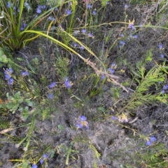 Dampiera stricta at Sassafras, NSW - 3 Oct 2023 10:05 AM