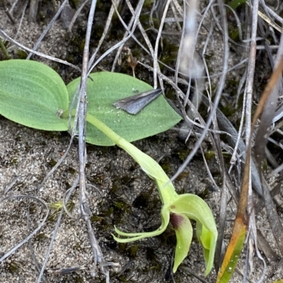 Chiloglottis chlorantha (Wollongong Bird Orchid) at Sassafras, NSW - 2 Oct 2023 by Tapirlord