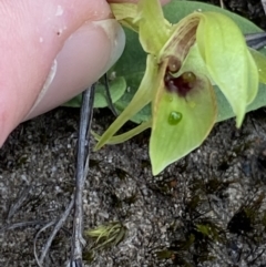 Chiloglottis chlorantha at Sassafras, NSW - 3 Oct 2023