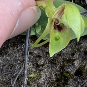 Chiloglottis chlorantha at Sassafras, NSW - 3 Oct 2023