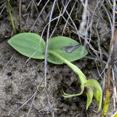 Chiloglottis chlorantha at Sassafras, NSW - 3 Oct 2023