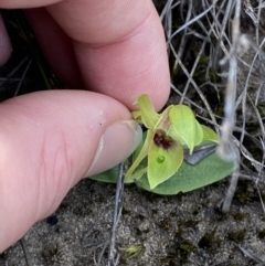 Chiloglottis chlorantha at Sassafras, NSW - 3 Oct 2023