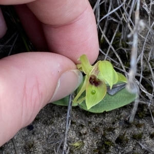 Chiloglottis chlorantha at Sassafras, NSW - 3 Oct 2023