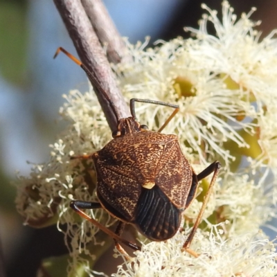 Unidentified Shield, Stink or Jewel Bug (Pentatomoidea) at Tuggeranong, ACT - 8 Oct 2023 by HelenCross