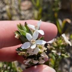 Philotheca scabra subsp. latifolia (A Waxflower) at Sassafras, NSW - 3 Oct 2023 by Tapirlord