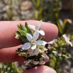 Philotheca scabra subsp. latifolia (A Waxflower) at Sassafras, NSW - 2 Oct 2023 by Tapirlord
