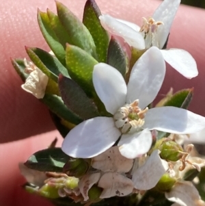 Philotheca scabra subsp. latifolia at Sassafras, NSW - suppressed