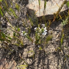 Philotheca scabra subsp. latifolia at Sassafras, NSW - 3 Oct 2023
