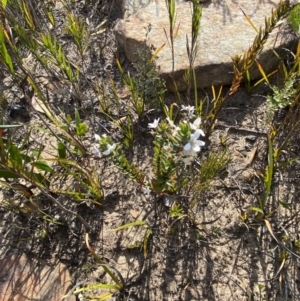 Philotheca scabra subsp. latifolia at Sassafras, NSW - 3 Oct 2023