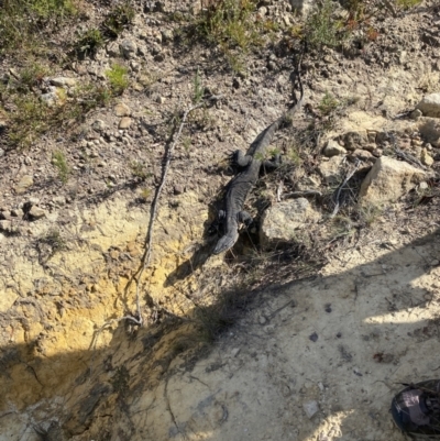 Varanus rosenbergi (Heath or Rosenberg's Monitor) at Sassafras, NSW - 3 Oct 2023 by Tapirlord