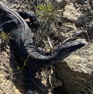 Varanus rosenbergi at Morton National Park - 3 Oct 2023