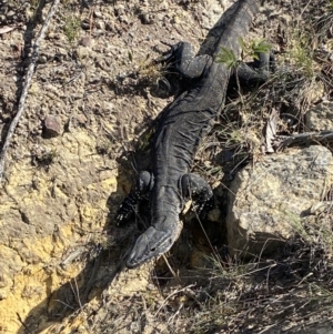 Varanus rosenbergi at Morton National Park - 3 Oct 2023