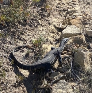 Varanus rosenbergi at Morton National Park - 3 Oct 2023