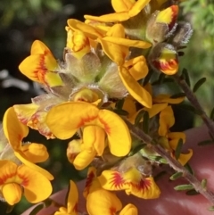 Dillwynia brunioides (Sandstone Parrot-pea) at Sassafras, NSW - 3 Oct 2023 by Tapirlord