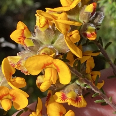 Dillwynia brunioides (Sandstone Parrot-pea) at Sassafras, NSW - 2 Oct 2023 by Tapirlord
