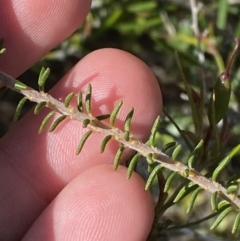 Dillwynia brunioides at Sassafras, NSW - 3 Oct 2023