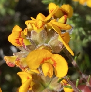 Dillwynia brunioides at Sassafras, NSW - 3 Oct 2023 09:52 AM