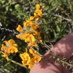 Dillwynia brunioides at Sassafras, NSW - 3 Oct 2023
