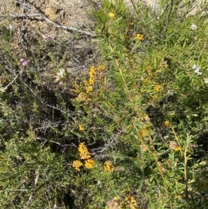 Dillwynia brunioides at Sassafras, NSW - 3 Oct 2023 09:52 AM