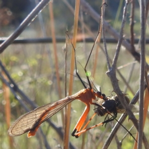 Harpobittacus sp. (genus) at Tuggeranong, ACT - 8 Oct 2023