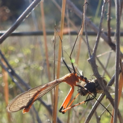 Harpobittacus (genus) (Hangingfly) at Tuggeranong, ACT - 8 Oct 2023 by HelenCross