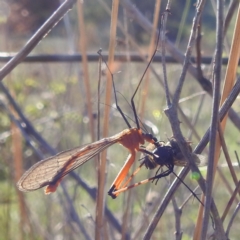 Harpobittacus sp. (genus) at Tuggeranong, ACT - 8 Oct 2023 03:31 PM