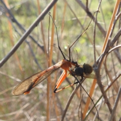 Harpobittacus sp. (genus) at Tuggeranong, ACT - 8 Oct 2023