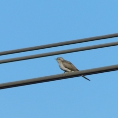 Cacomantis pallidus (Pallid Cuckoo) at Symonston, ACT - 8 Oct 2023 by CallumBraeRuralProperty