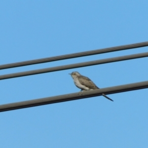 Cacomantis pallidus at Symonston, ACT - 8 Oct 2023