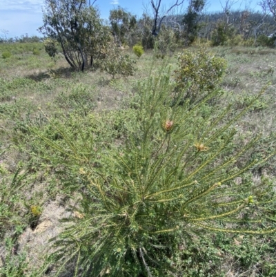 Banksia ericifolia subsp. ericifolia (Heath-leaved Banksia) at Morton National Park - 3 Oct 2023 by Tapirlord