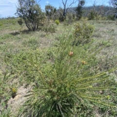 Banksia ericifolia subsp. ericifolia at Sassafras, NSW - 3 Oct 2023