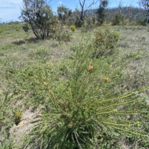 Banksia ericifolia subsp. ericifolia at Sassafras, NSW - 3 Oct 2023 11:40 AM