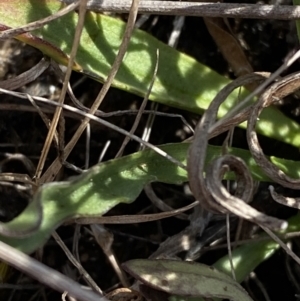 Craspedia canens at Sassafras, NSW - 3 Oct 2023