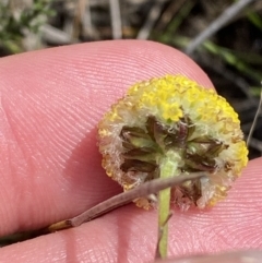 Craspedia canens at Sassafras, NSW - suppressed